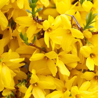 Altın Çanak Forsitya Fidanı