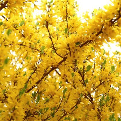 Altın Çanak Forsitya Fidanı