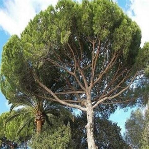 Fıstık Çamı Ağacı 90 cm