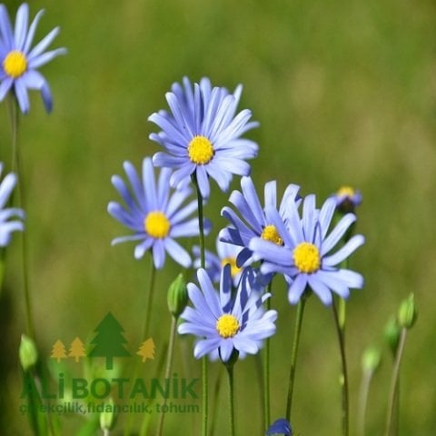Mavi Papatya Çiçeği Felisya 20 cm