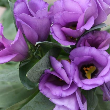 Lisyantus Çiçeği lisianthus