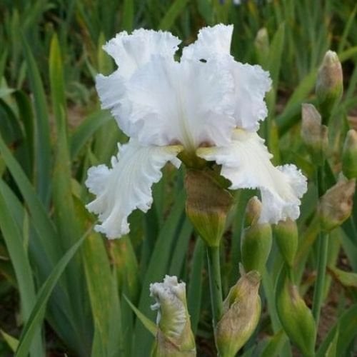 Mezarlık Çiçeği Süsen Susam Çiçeği Zambak İris