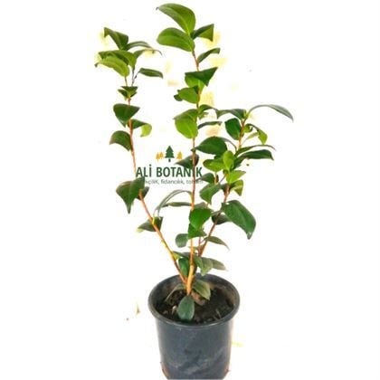 Kamelya Bitkisi Çiçeği 40 cm