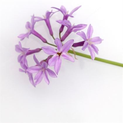 Sosyete Sarımsağı Çiçeği Tulbaghia Violacea