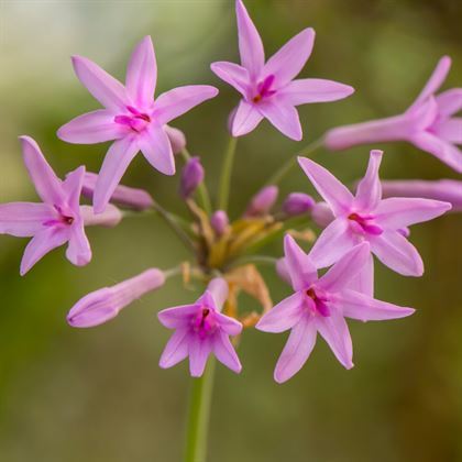 Sosyete Sarımsağı Çiçeği Tulbaghia Violacea