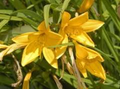 Gün Güzeli Çiçeği  Hemerocallis fulva 15 cm