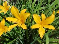 Gün Güzeli Çiçeği  Hemerocallis fulva 15 cm