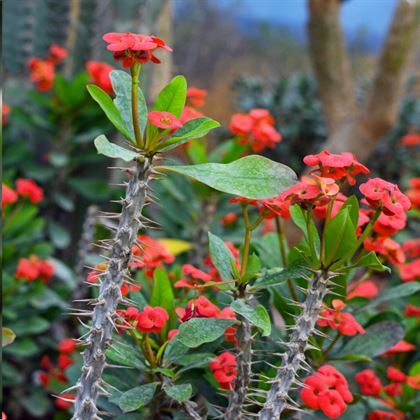 Dikenler Tacı Çiçeği  kırmızı  Euphorbia Milli