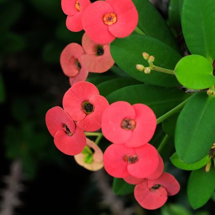 Dikenler Tacı Çiçeği  kırmızı  Euphorbia Milli