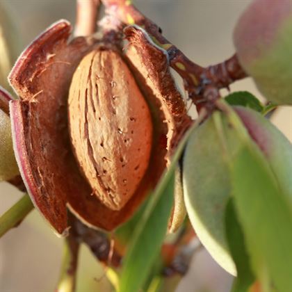 Niltinski Badem Fidanı Prunus Dulcis