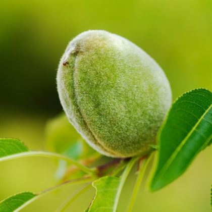 Turna Badem Fidanı Prunus Dulcis