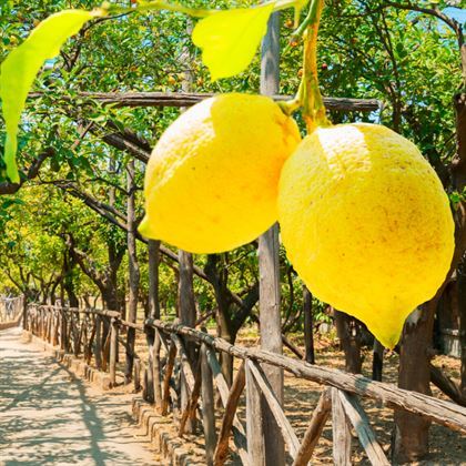 Enter Limon Fidanı