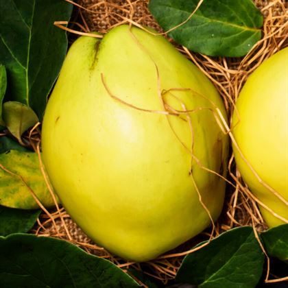 Limon Ayvası Fidanı