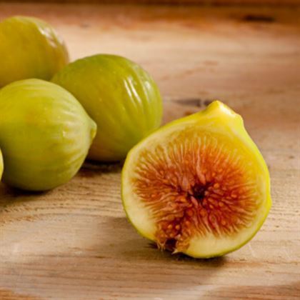 Beyaz Orak İncir Fidanı Ficus Carica
