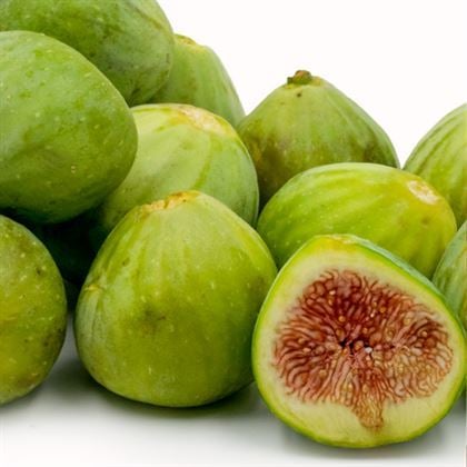 Beyaz Orak İncir Fidanı Ficus Carica