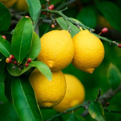 Yediveren Limon Ağacı