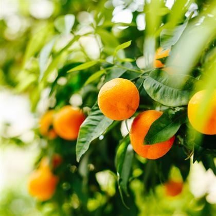 Rize Satsuma Mandalin Fidanı