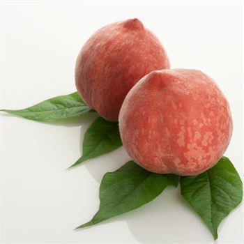 Red Elegant Şeftali Fidanı
