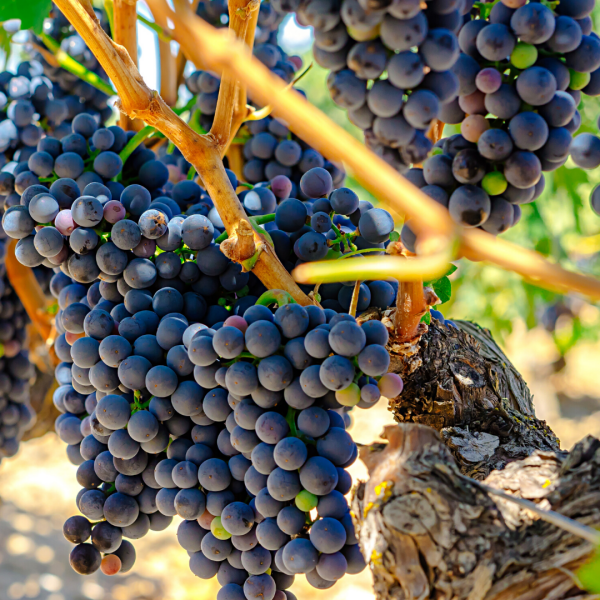 Vitis Boskoop Glory Üzüm Fidanı