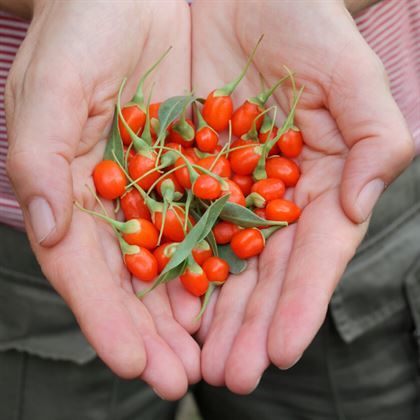 Goji Berry Fidanı