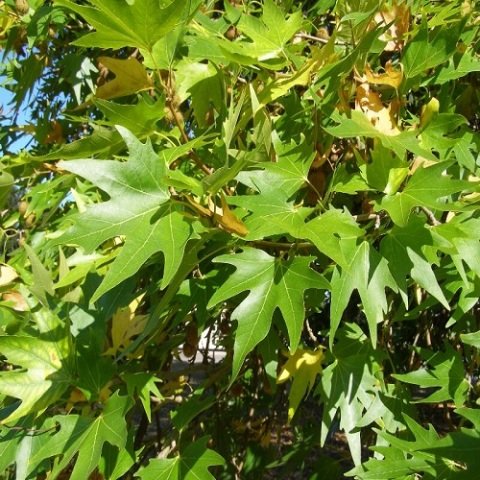 Çınar Ağacı Fidanı 70 cm