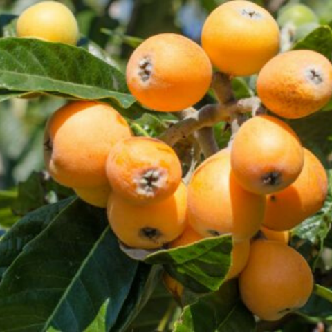 Yeni Dünya Fidanı Malta Eriği