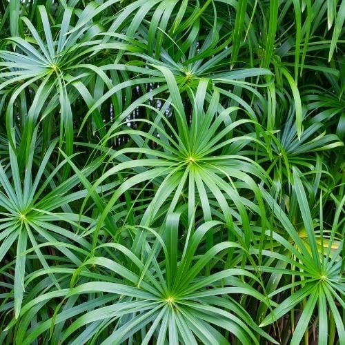 Japon Şemsiyesi Çiçeği