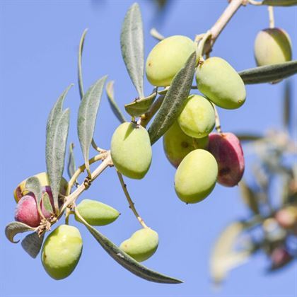 Domat Zeytin Fidanı