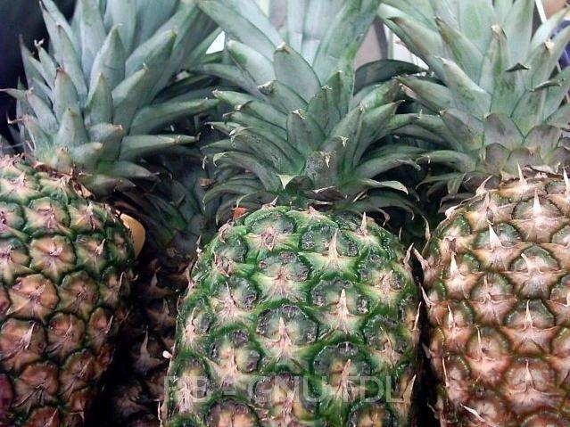 Ananas Fidanı Ananas comosus