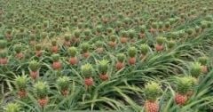 Ananas Fidanı Ananas comosus