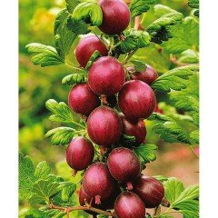 Bektaşi Üzümü Fidanı 60 cm Ribes uva crispa