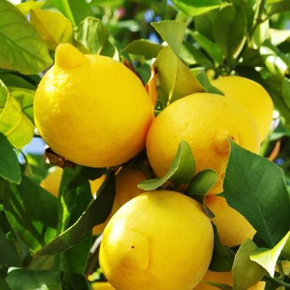 Mayer Limon Fidanı