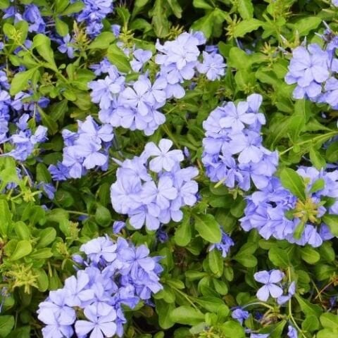 Mavi Yasemin Fidanı