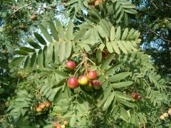 Üvez Fidanı Sorbus