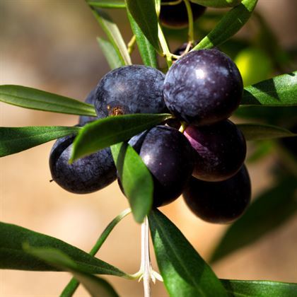 Kalamata Eşek Zeytin Fidanı Olea Europaea