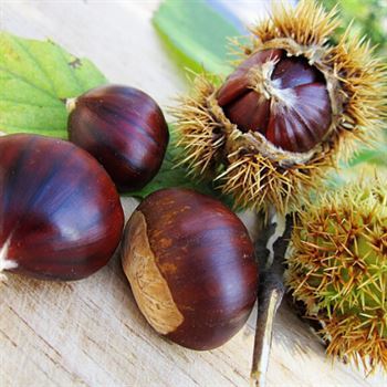 Sarı Kestane Fidanı