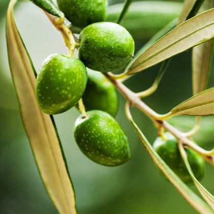 Sarı Ulak Zeytin Fidanı Olea europaea