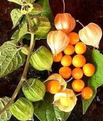 Altın Çilek Fidanı  Physalis peruviana