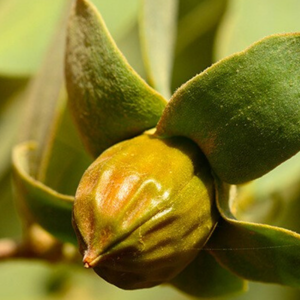 Jojoba Fidanı Simmondsia Chinensis