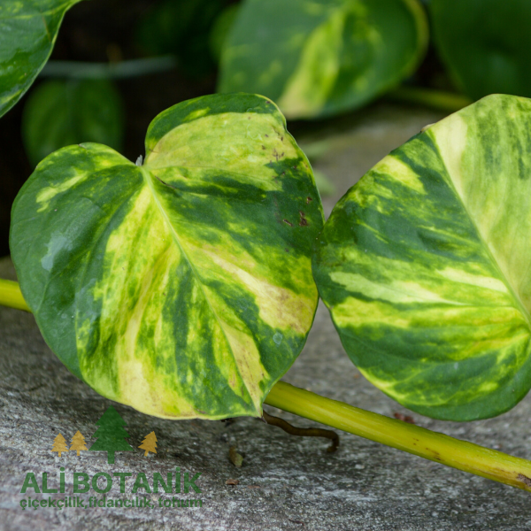 Potos Sarmaşığı Pothos ve Scindapsus