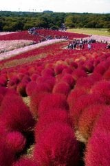 Japon Süpürgesi Yanan Çalı  Fidanı  Kochia