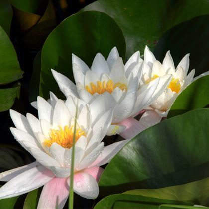 Beyaz Nilüfer Çiçeği Nympheae