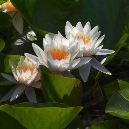 Beyaz Nilüfer Çiçeği Nympheae
