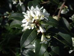 Osmantus Çiçeği Osmanthus heterophyllus