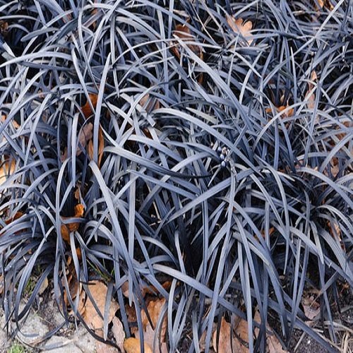 Karaçim Ophiopogon japonicus 'Nigrescens'