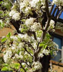 Süs Armutu Fidanı  pyrus calleryana