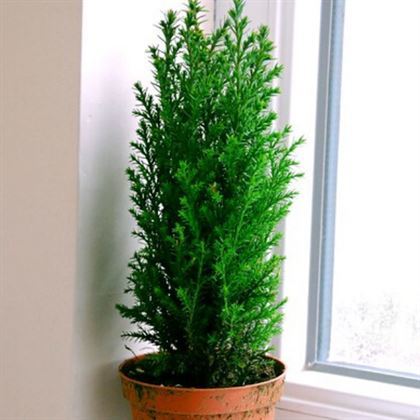 Elvudi Çamı Elwoodii Çamı 35 cm