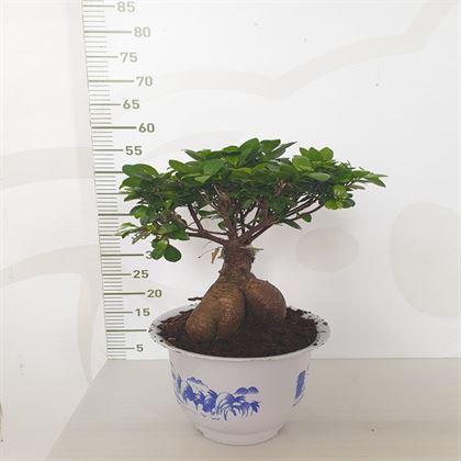 Bonsai Ficus Ginseng 1500 Gr