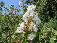 Beyaz Oya Ağacı Fidanı Lagerstroemia indica