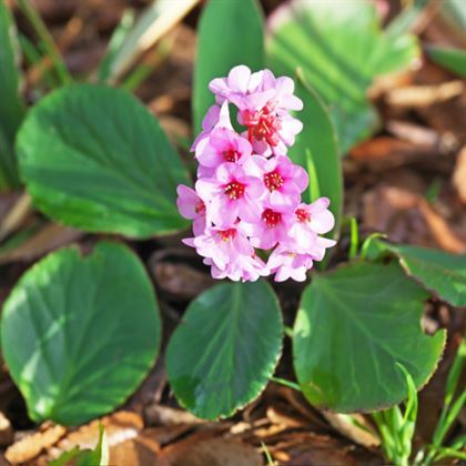 Kış Ortancası Çiçeği Bergenia